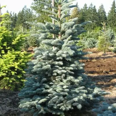Пихта благородная в Фаниполе