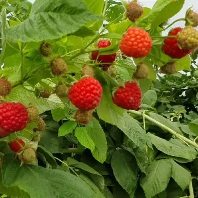 Малина КВЕЛЛИ в Фаниполе