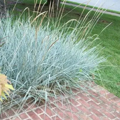 Элимус БЛЮ ДЮН песчаный в Фаниполе