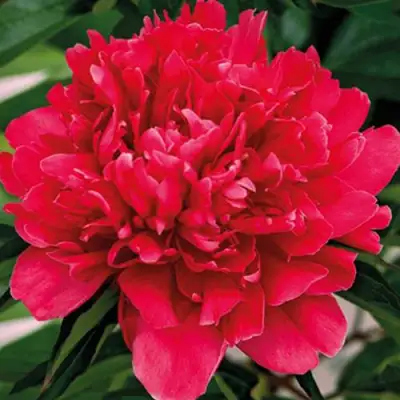 Пион ГЕНЕРАЛ МАК-МАГОН травянистый в Фаниполе