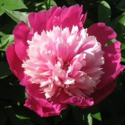 Пион КАПЛЯ РОСЫ травянистый в Фаниполе