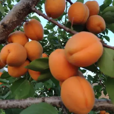 Абрикос ГОЛД РИЧ в Фаниполе