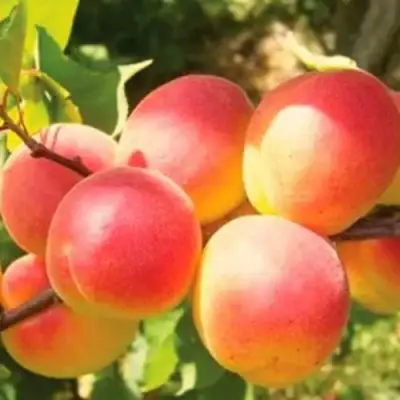 Абрикос NJA-19 в Фаниполе