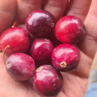 Клюква БАИН 6 в Фаниполе