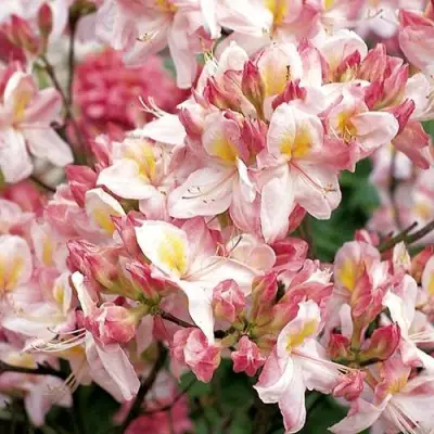 Азалия САТОМИ японская в Фаниполе