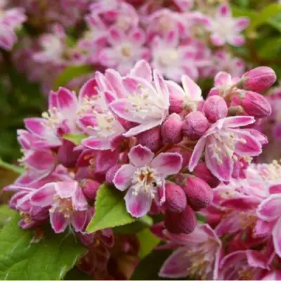 Дейция СТРОБЕРРИ ФИЛДС  в Фаниполе