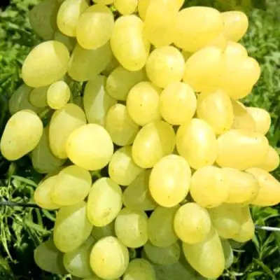 Виноград ЗАРНИЦА в Фаниполе