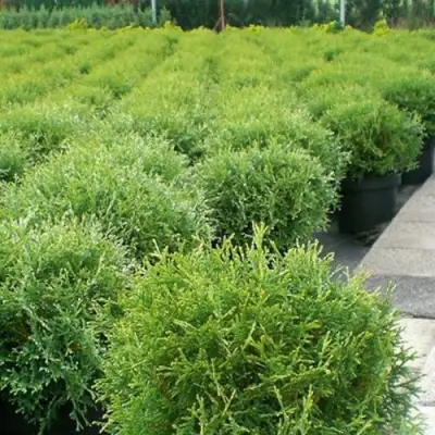 Туя ТИНИ ТИМ западная в Фаниполе