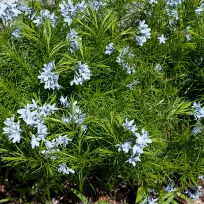 Амсония РЕСНИТЧАТАЯ в Фаниполе