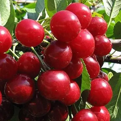 Вишня ГЛУБОКСКАЯ в Фаниполе