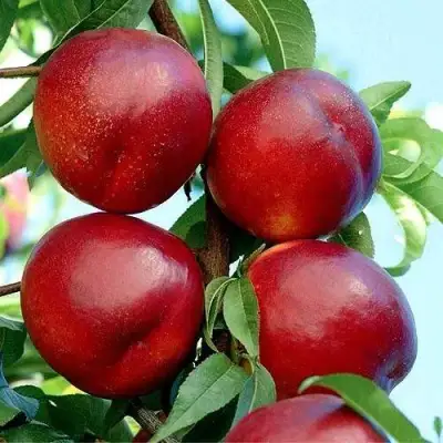 Нектарин БИГ-ТОП в Фаниполе