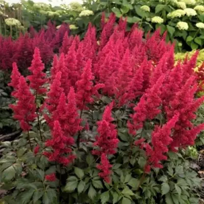 Астильба ФАНАЛ в Фаниполе