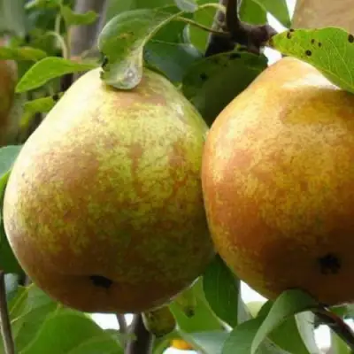 груша Белоруска