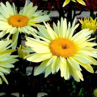 Нивяник БРОДВЕЙ ЛАЙТС великолепный в Фаниполе