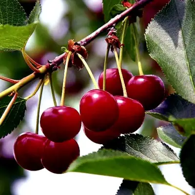 Вишня РИВАЛ в Фаниполе