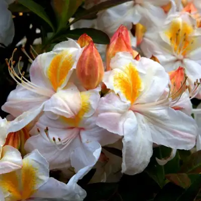 Азалия СИЛЬВЕР СЛИППЕР листопадная в Фаниполе