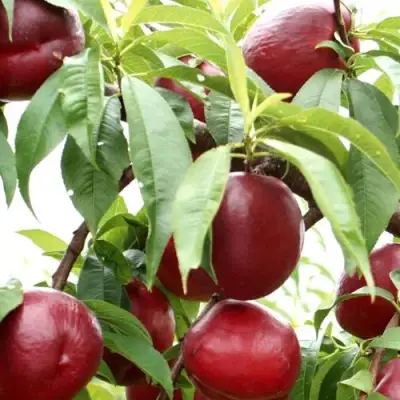 Нектарин ФАНТАЗИЯ в Фаниполе