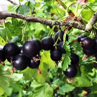 Йошта КРЫМСКАЯ в Фаниполе