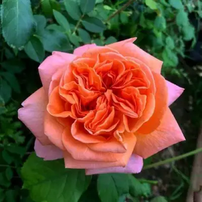 Роза РЕНЕ ГОССИНИ чайно-гибридная в Фаниполе