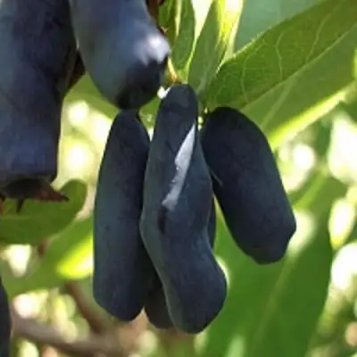 Жимолость съедобная РОКСАНА в Фаниполе