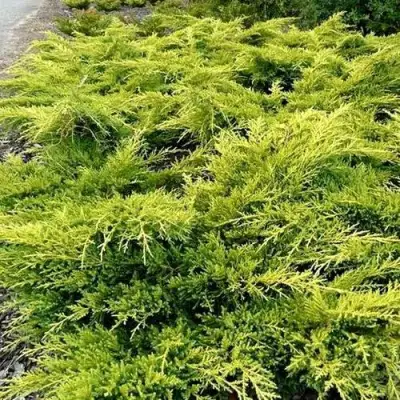Можжевельник ОЛД ГОЛД средний в Фаниполе