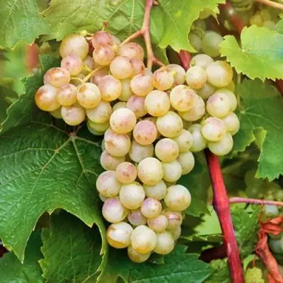 Виноград КРИСТАЛЛ в Фаниполе