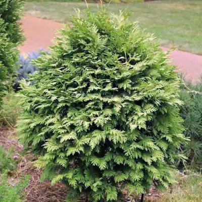 Туя ВАРЕАНА ЛЮТЕСЦЕНС западная в Фаниполе