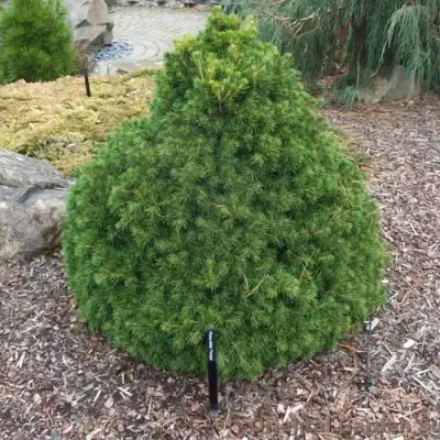 Ель ТОМПА обыкновенная в Фаниполе