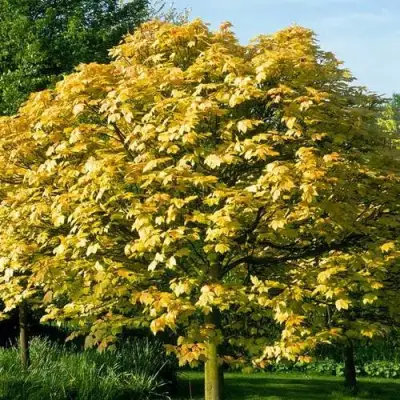 Клен ложноплатановый в Фаниполе