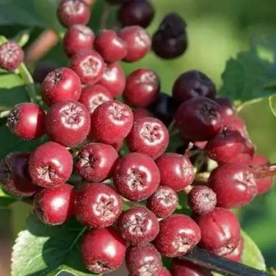 Рябина БУРКА сладкоплодная в Фаниполе