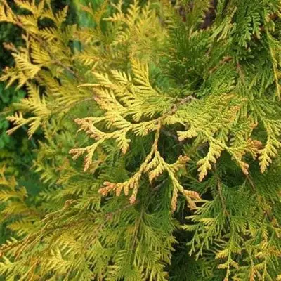 Туя ГОЛДЕН БРАБАНТ западная в Фаниполе