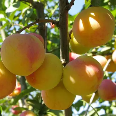 Слива ВЕТРАЗЬ-2 в Фаниполе