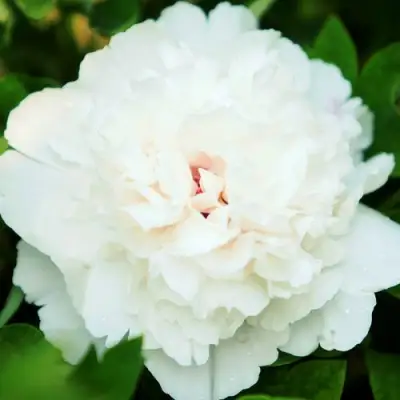 Пион СНЕЖНАЯ КРЕПОСТЬ древовидный в Фаниполе