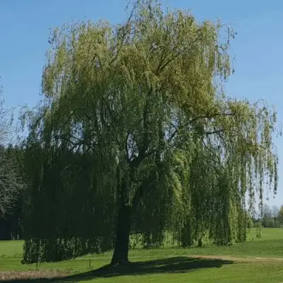 Ива белая в Фаниполе