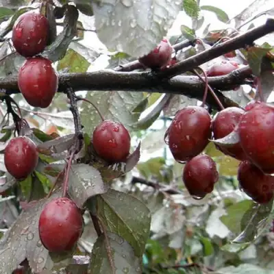 Слива НИГРА растопыреная в Фаниполе