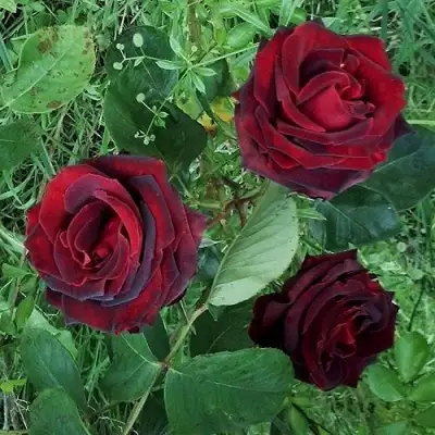 Роза ПАПА МЕЙЯН чайно-гибридная в Фаниполе