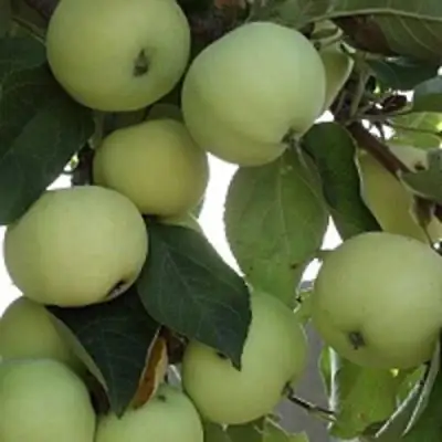 Яблоня ПАПИРОВКА в Фаниполе