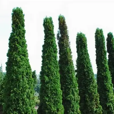 Туя ДЕГРУТ СПАЙР западная в Фаниполе