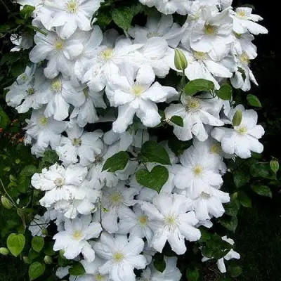 Клематис ТОКИ в Фаниполе