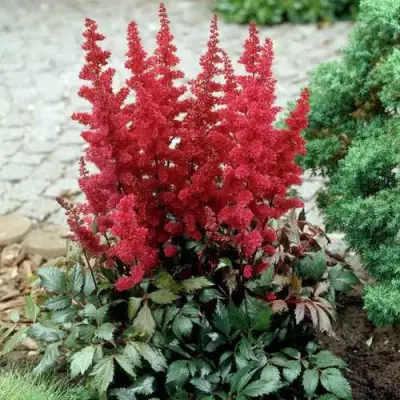 Астильба ГРАНАТ Арендса в Фаниполе