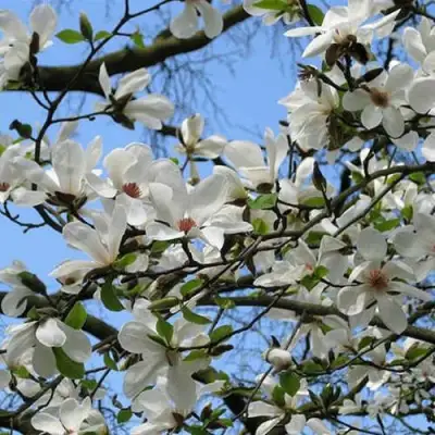 Магнолия АЛЬБА СУПЕРБА в Фаниполе