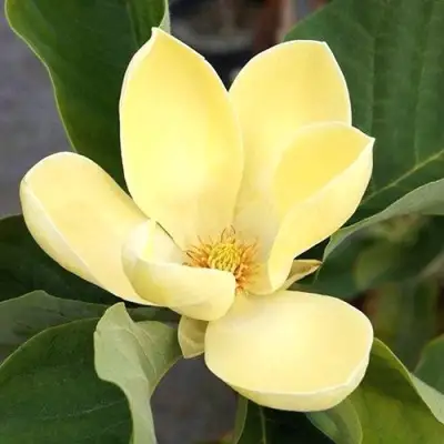 Магнолия ЕЛЛОУ ЛАНТЕРН в Фаниполе