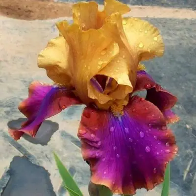 Ирис ГАЛА МАДРИД бородатый в Фаниполе