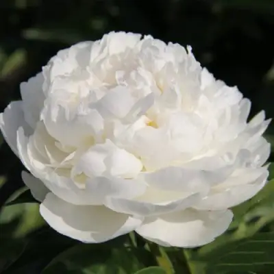 Пион СНЕЖНАЯ КРЕПОСТЬ древовидный в Фаниполе