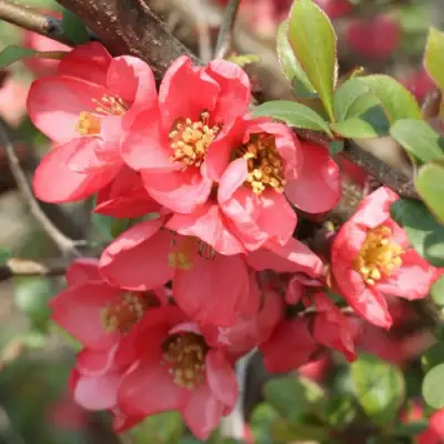 Айва ПИНК КВИН в Фаниполе