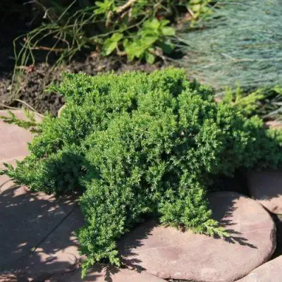 Можжевельник АВАСИ лежачий  в Фаниполе