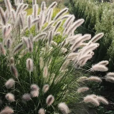 Пеннисетум ЛЕДИ Ю в Фаниполе