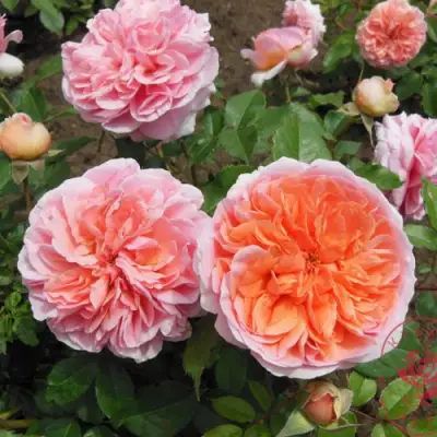 Роза ЧИППЕНДЕЙЛ чайно-гибридная в Фаниполе