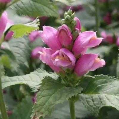 Хелоне КОСАЯ в Фаниполе