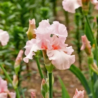 Ирис ПИНК ХОРАЙЗОН бородатый в Фаниполе